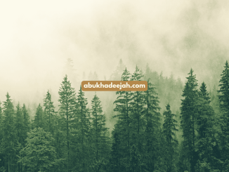 Trees mist forest