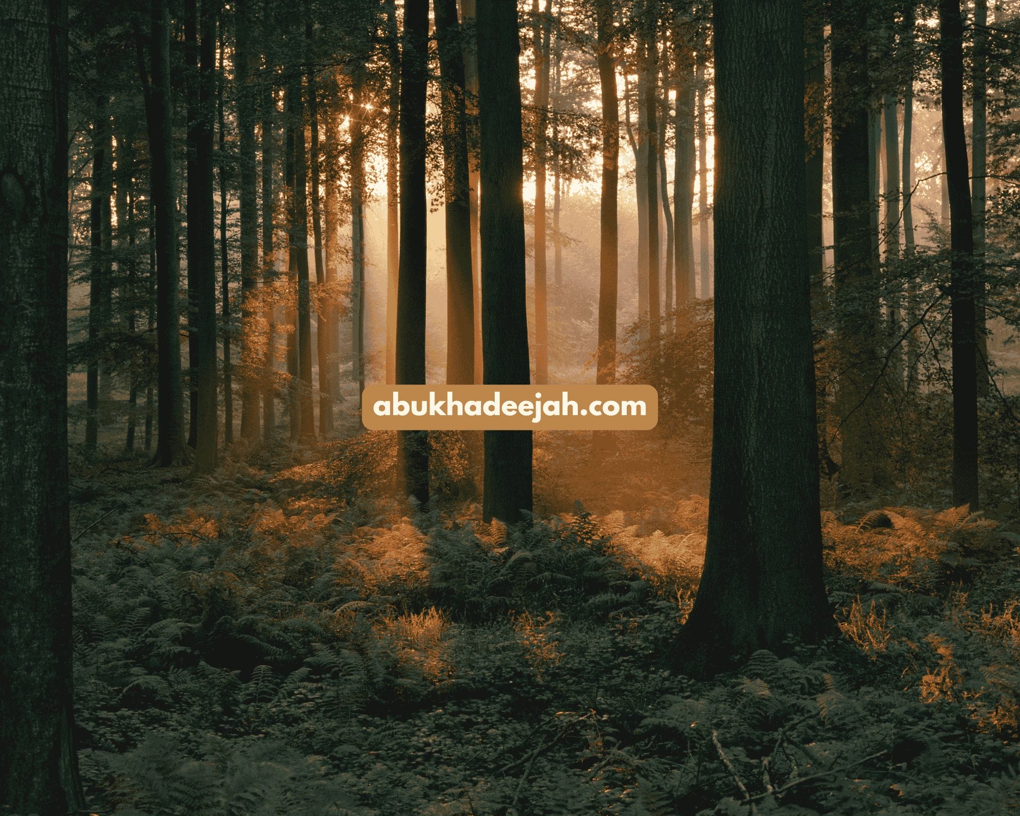 Dream interpretation and how to react to good and bad dreams.