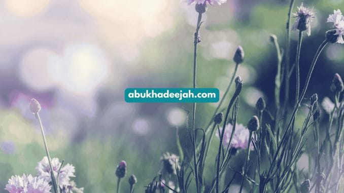 muadh ibn jabal - wild flowers